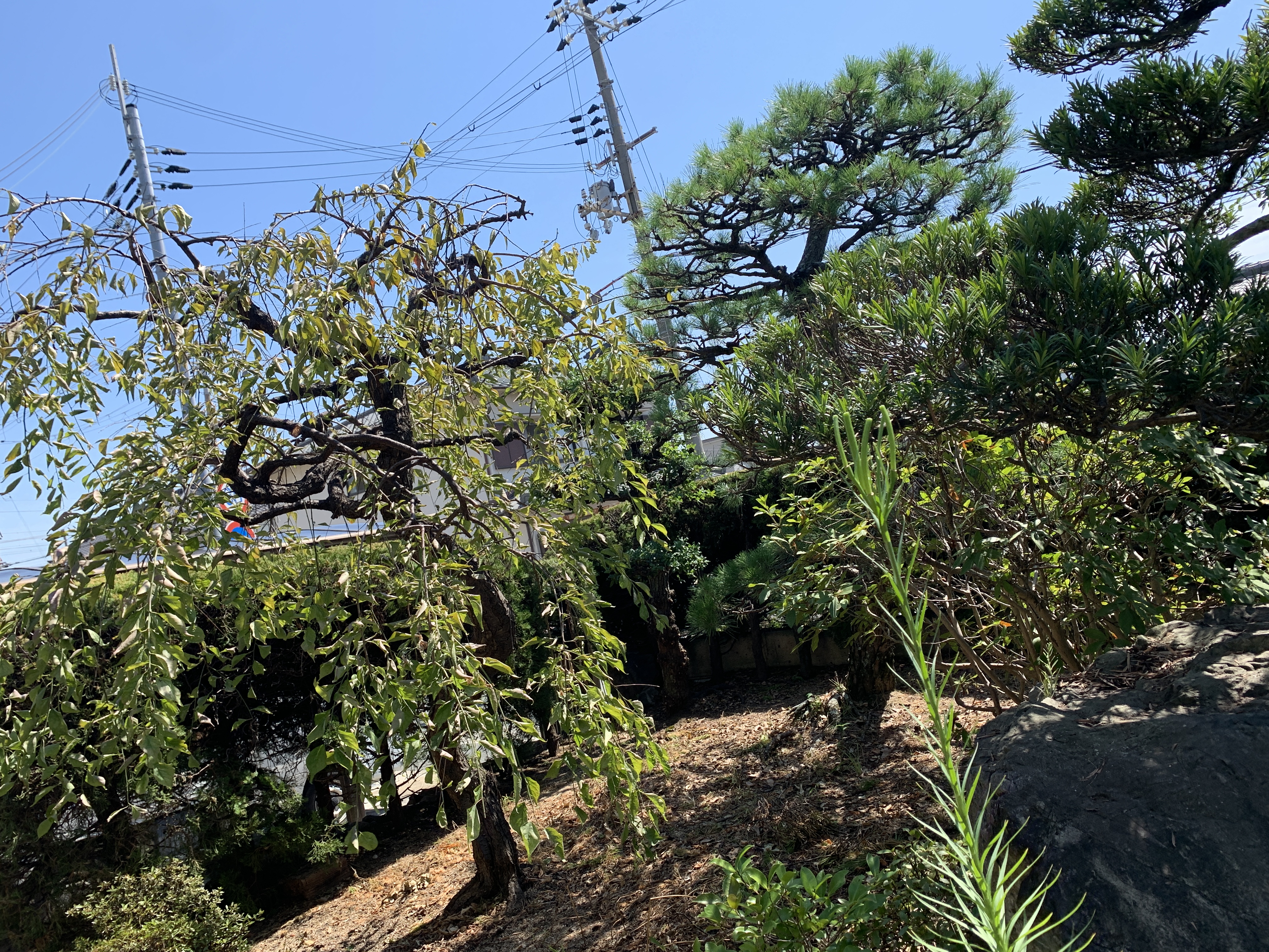 透かし剪定とは？