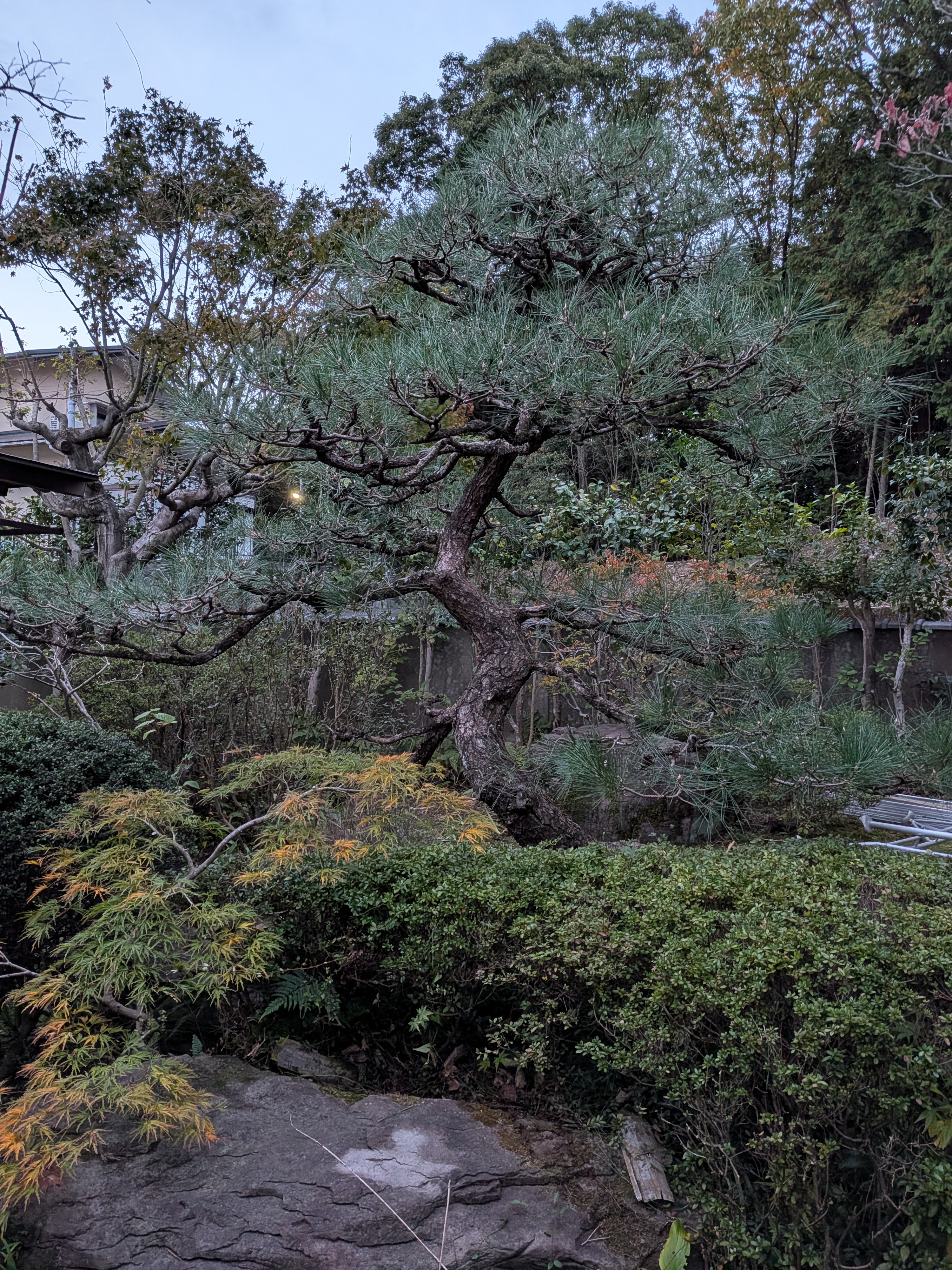 庭の手入れの基本
